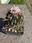 Preview: Stenocactus phyllacanthus